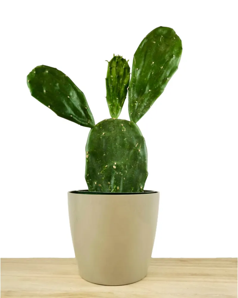 Cactus en Ligne opuntia ficus indica prickly pear