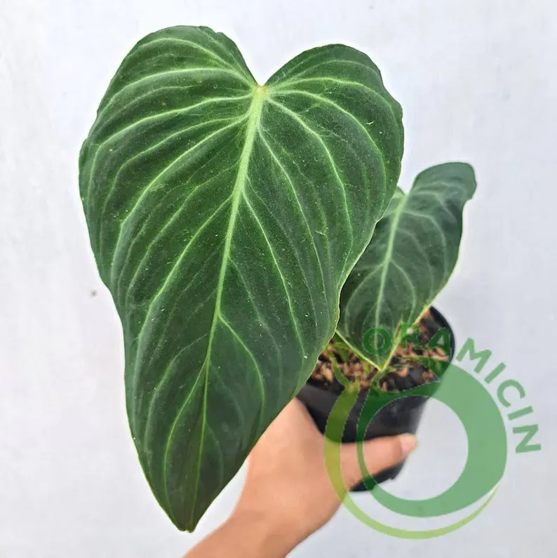 philodendron splendid