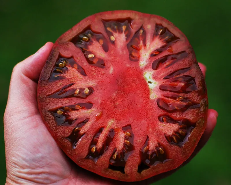Vintage Seed Co cherokee purple tomato seeds