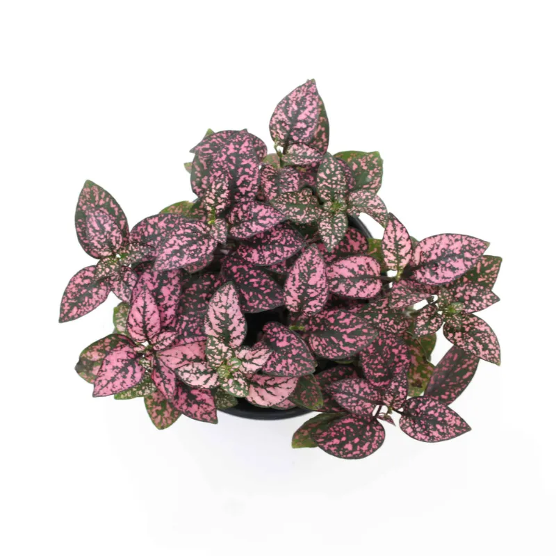 Cactus en Ligne pink polka dot plant foliage plant