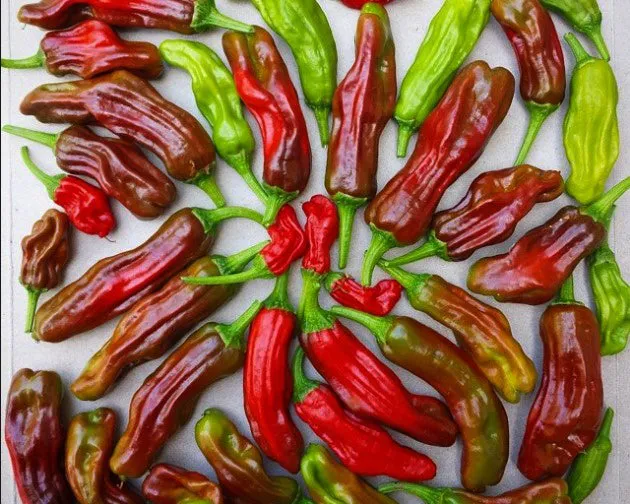 Vintage Seed Co pepperoncini peppers seeds