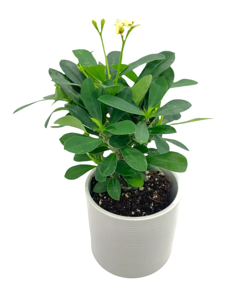 Cactus en Ligne euphorbia milii succulent plant