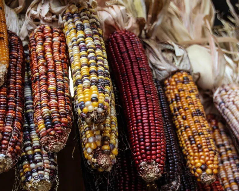 Vintage Seed Co indian corn seeds